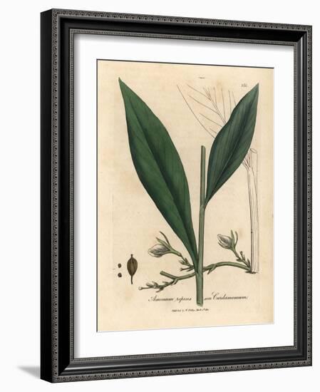 Cardamom, Elettaria Cardamomum-James Sowerby-Framed Giclee Print