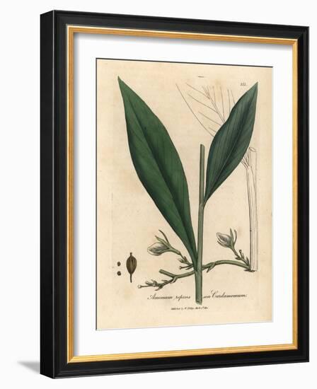 Cardamom, Elettaria Cardamomum-James Sowerby-Framed Giclee Print