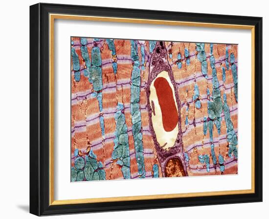 Cardiac Muscle And Capillary, TEM-Thomas Deerinck-Framed Photographic Print