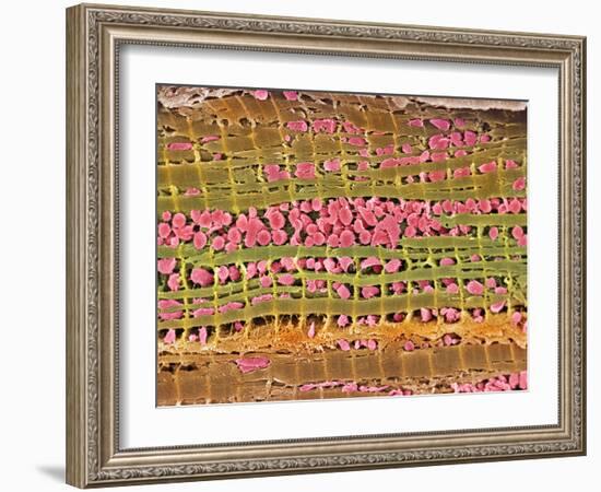 Cardiac Muscle, SEM-Steve Gschmeissner-Framed Photographic Print