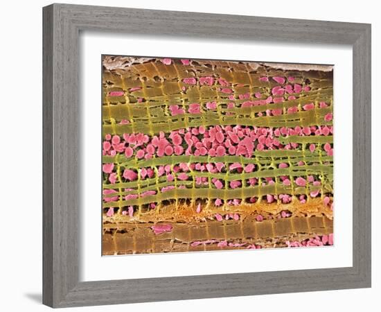 Cardiac Muscle, SEM-Steve Gschmeissner-Framed Photographic Print