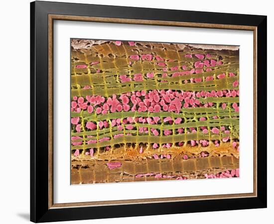 Cardiac Muscle, SEM-Steve Gschmeissner-Framed Photographic Print