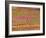 Cardiac Muscle, SEM-Steve Gschmeissner-Framed Photographic Print