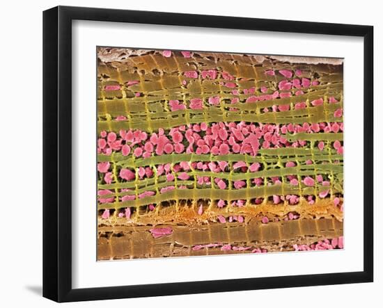 Cardiac Muscle, SEM-Steve Gschmeissner-Framed Photographic Print