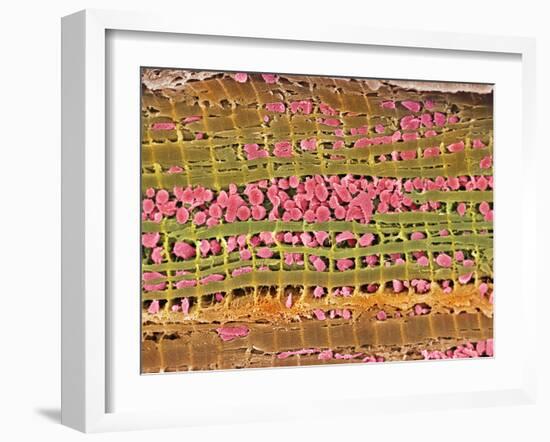 Cardiac Muscle, SEM-Steve Gschmeissner-Framed Photographic Print