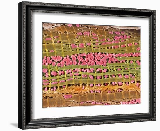 Cardiac Muscle, SEM-Steve Gschmeissner-Framed Photographic Print