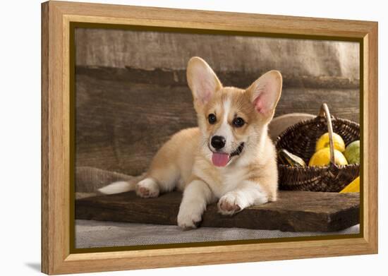 Cardigan Welsh Corgi Dog Breed-Lilun-Framed Premier Image Canvas