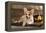 Cardigan Welsh Corgi Dog Breed-Lilun-Framed Premier Image Canvas