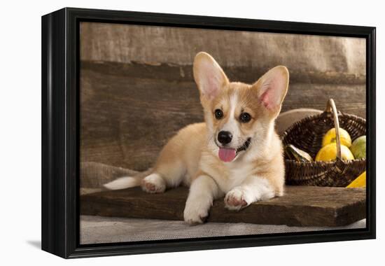 Cardigan Welsh Corgi Dog Breed-Lilun-Framed Premier Image Canvas