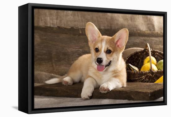 Cardigan Welsh Corgi Dog Breed-Lilun-Framed Premier Image Canvas