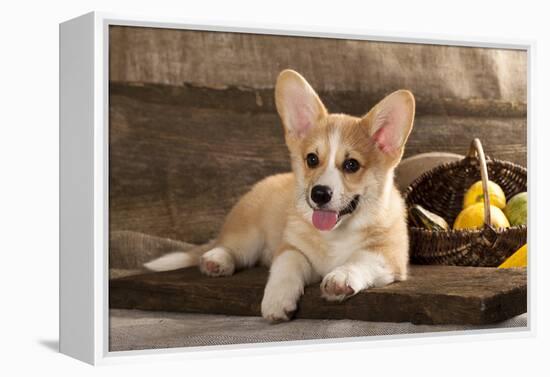 Cardigan Welsh Corgi Dog Breed-Lilun-Framed Premier Image Canvas