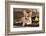 Cardigan Welsh Corgi Dog Breed-Lilun-Framed Photographic Print