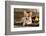 Cardigan Welsh Corgi Dog Breed-Lilun-Framed Photographic Print