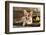 Cardigan Welsh Corgi Dog Breed-Lilun-Framed Photographic Print