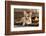 Cardigan Welsh Corgi Dog Breed-Lilun-Framed Photographic Print