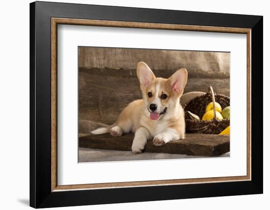 Cardigan Welsh Corgi Dog Breed-Lilun-Framed Photographic Print