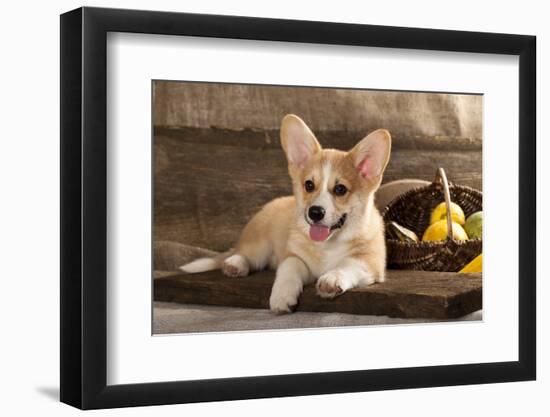 Cardigan Welsh Corgi Dog Breed-Lilun-Framed Photographic Print