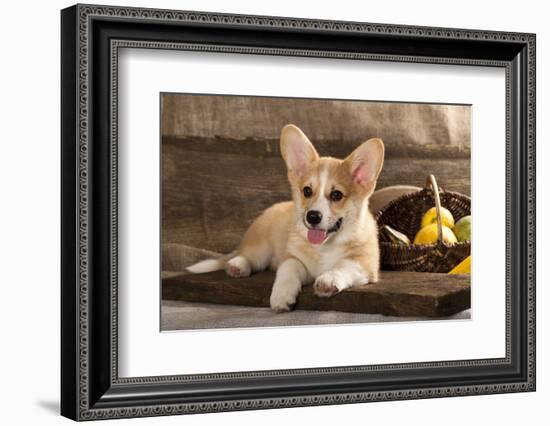 Cardigan Welsh Corgi Dog Breed-Lilun-Framed Photographic Print