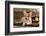 Cardigan Welsh Corgi Dog Breed-Lilun-Framed Photographic Print