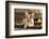 Cardigan Welsh Corgi Dog Breed-Lilun-Framed Photographic Print