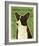 Cardigan Welsh Corgi-John Golden-Framed Giclee Print