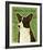 Cardigan Welsh Corgi-John Golden-Framed Giclee Print