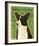 Cardigan Welsh Corgi-John Golden-Framed Giclee Print