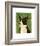 Cardigan Welsh Corgi-John W^ Golden-Framed Art Print