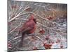 Cardinal and Berries-Kevin Dodds-Mounted Giclee Print