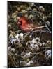 Cardinal and Thistles-Kevin Dodds-Mounted Giclee Print