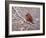 Cardinal and Wild Berries-Kevin Dodds-Framed Giclee Print