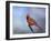 Cardinal at First Frost-Jai Johnson-Framed Giclee Print