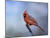 Cardinal at First Frost-Jai Johnson-Mounted Giclee Print