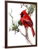 Cardinal Bird-Suren Nersisyan-Framed Art Print