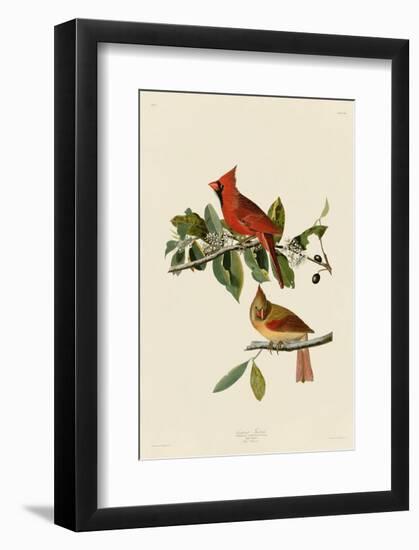 Cardinal Grosbeak-John James Audubon-Framed Art Print