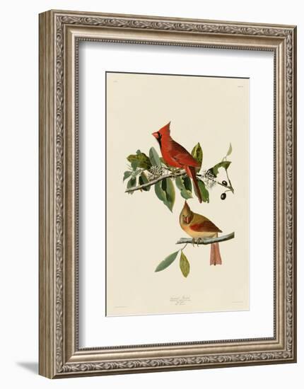 Cardinal Grosbeak-John James Audubon-Framed Art Print