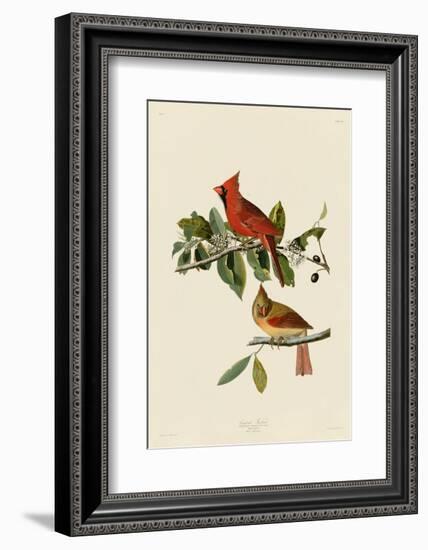 Cardinal Grosbeak-John James Audubon-Framed Art Print