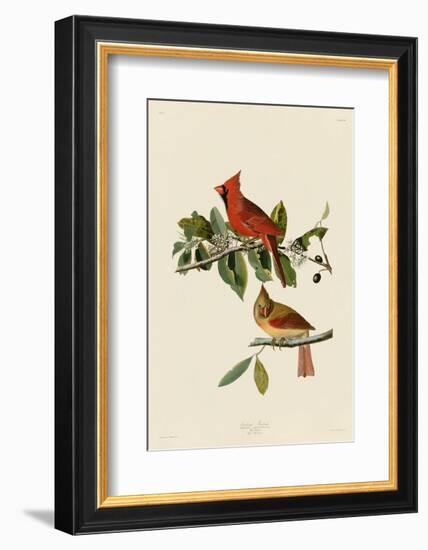 Cardinal Grosbeak-John James Audubon-Framed Art Print