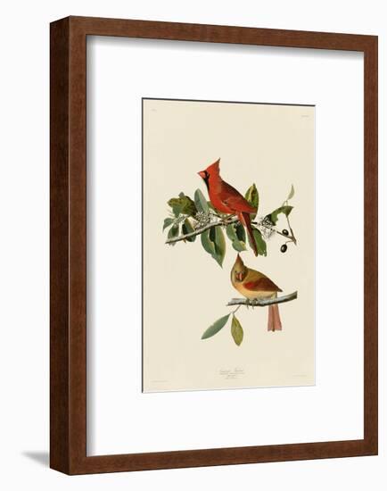 Cardinal Grosbeak-John James Audubon-Framed Art Print