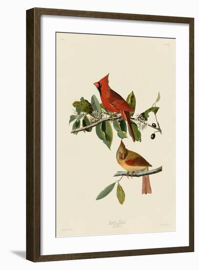 Cardinal Grosbeak-John James Audubon-Framed Art Print