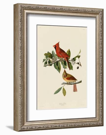 Cardinal Grosbeak-John James Audubon-Framed Giclee Print