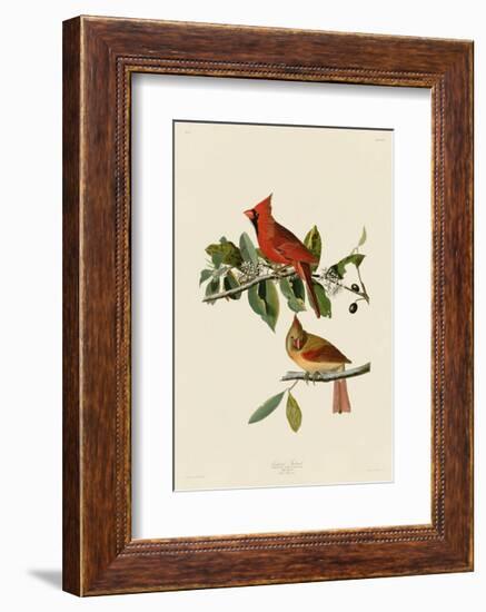 Cardinal Grosbeak-John James Audubon-Framed Giclee Print