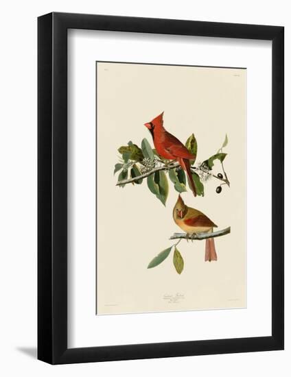Cardinal Grosbeak-John James Audubon-Framed Giclee Print
