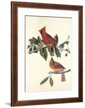 Cardinal Grosbeak-John James Audubon-Framed Premium Giclee Print