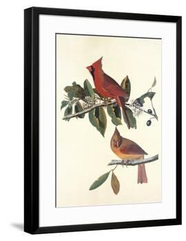 Cardinal Grosbeak-John James Audubon-Framed Premium Giclee Print