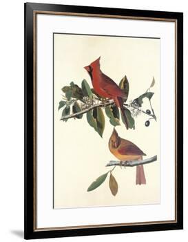 Cardinal Grosbeak-John James Audubon-Framed Premium Giclee Print