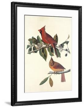 Cardinal Grosbeak-John James Audubon-Framed Premium Giclee Print