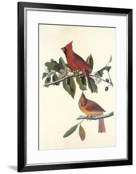 Cardinal Grosbeak-John James Audubon-Framed Premium Giclee Print