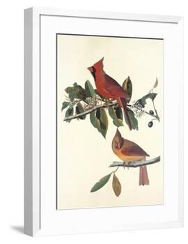 Cardinal Grosbeak-John James Audubon-Framed Premium Giclee Print