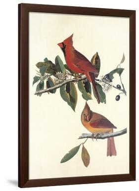 Cardinal Grosbeak-John James Audubon-Framed Premium Giclee Print